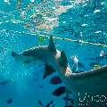 Tawny Nurse Shark (Nebrius Ferrugineus)