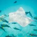 Pink whipray (Himantura fai), photo taken in Maldives, Male Atoll, South Male Atoll, n/a