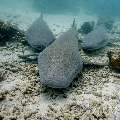 Tawny Nurse Shark (Nebrius Ferrugineus)