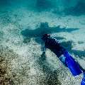 Tawny Nurse Shark (Nebrius Ferrugineus)