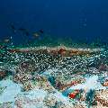 Painted Spiny Lobster (Panulirus Versicolor)