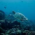 Hawksbill Sea Turtle (Eretmochelys Imbricata)