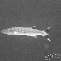 Blackfin Barracuda (Sphyraena Qenie)