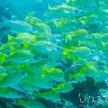 , photo taken in Maldives, Male Atoll, South Male Atoll, Stage