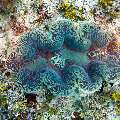, photo taken in Maldives, Male Atoll, South Male Atoll, Stage