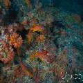 , photo taken in Maldives, Male Atoll, South Male Atoll, Cocoa Thila