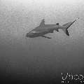 Grey Reefshark (Carcharhinus Amblyrhynchos)