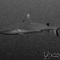 Grey Reefshark (Carcharhinus Amblyrhynchos)