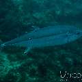 Dogtooth Tuna (Gymnosarda Unicolor)