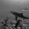 Grey Reefshark (Carcharhinus Amblyrhynchos)