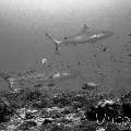 Grey Reefshark (Carcharhinus Amblyrhynchos)