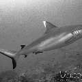 Grey Reefshark (Carcharhinus Amblyrhynchos)