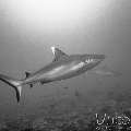 Grey Reefshark (Carcharhinus Amblyrhynchos)