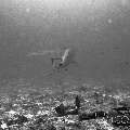 Grey Reefshark (Carcharhinus Amblyrhynchos)