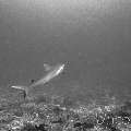 Grey Reefshark (Carcharhinus Amblyrhynchos)