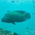 Napoleon Wrasse (Cheilinus Undulatus)