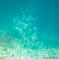 , photo taken in Maldives, Male Atoll, South Male Atoll, Gulhi Corner