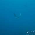 Ocellated Eagle Ray (Aetobatus Ocellatus)