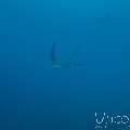 Ocellated Eagle Ray (Aetobatus Ocellatus)