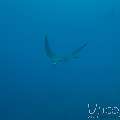 Ocellated Eagle Ray (Aetobatus Ocellatus)