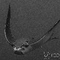 Ocellated Eagle Ray (Aetobatus Ocellatus)