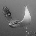 Ocellated Eagle Ray (Aetobatus Ocellatus)