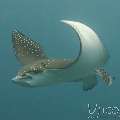 Ocellated Eagle Ray (Aetobatus Ocellatus)