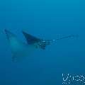 Ocellated Eagle Ray (Aetobatus Ocellatus)