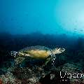 Hawksbill Sea Turtle (Eretmochelys imbricata), photo taken in Maldives, Male Atoll, South Male Atoll, Cocoa Corner
