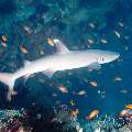 White Tip Reefshark (Triaenodon Obesus)