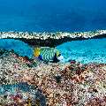 Emperor Angelfish (Pomacanthus imperator), photo taken in Maldives, Male Atoll, South Male Atoll, Gulhi Thila