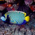 Emperor Angelfish (Pomacanthus imperator), photo taken in Maldives, Male Atoll, South Male Atoll, Gulhi Thila