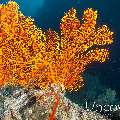 Coral, photo taken in Maldives, Male Atoll, South Male Atoll, Kandooma Caves