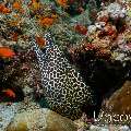 Honeycomb Moray (Gymnothorax favagineus), photo taken in Maldives, Male Atoll, South Male Atoll, Kandooma Caves