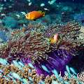 Maldives anemonfish (Amphiprion nigripes)