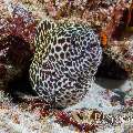 Honeycomb Moray (Gymnothorax favagineus), photo taken in Maldives, Male Atoll, South Male Atoll, Gulhi Corner