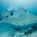 Manta Ray (Manta alfredi), photo taken in Maldives, Male Atoll, South Male Atoll, Manta Point