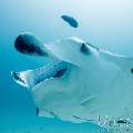 Manta Ray (Manta alfredi), photo taken in Maldives, Male Atoll, South Male Atoll, Manta Point