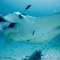 Manta Ray (Manta alfredi), photo taken in Maldives, Male Atoll, South Male Atoll, Manta Point