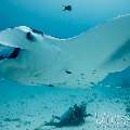 Manta Ray (Manta alfredi), photo taken in Maldives, Male Atoll, South Male Atoll, Manta Point