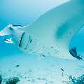 Manta Ray (Manta alfredi), photo taken in Maldives, Male Atoll, South Male Atoll, Manta Point