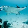 Manta Ray (Manta alfredi), photo taken in Maldives, Male Atoll, South Male Atoll, Manta Point