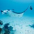 Manta Ray (Manta alfredi), photo taken in Maldives, Male Atoll, South Male Atoll, Manta Point