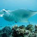 Manta Ray (Manta alfredi), photo taken in Maldives, Male Atoll, South Male Atoll, Manta Point