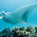 Manta Ray (Manta alfredi), photo taken in Maldives, Male Atoll, South Male Atoll, Manta Point