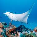 Manta Ray (Manta alfredi), photo taken in Maldives, Male Atoll, South Male Atoll, Manta Point