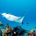 Manta Ray (Manta alfredi), photo taken in Maldives, Male Atoll, South Male Atoll, Manta Point