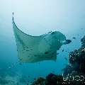 Manta Ray (Manta alfredi), photo taken in Maldives, Male Atoll, South Male Atoll, Manta Point