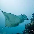 Manta Ray (Manta alfredi), photo taken in Maldives, Male Atoll, South Male Atoll, Manta Point