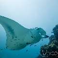 Manta Ray (Manta alfredi), photo taken in Maldives, Male Atoll, South Male Atoll, Manta Point